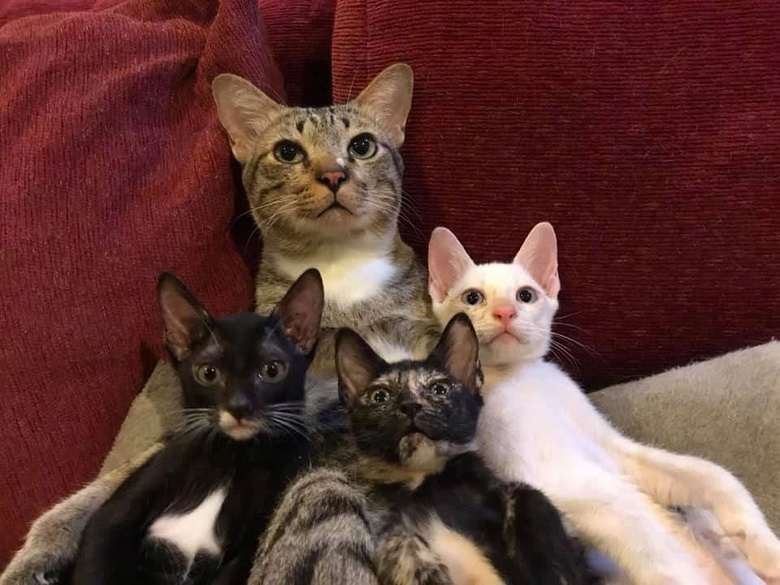 这只猫左右拥抱,简直是猫生赢家!