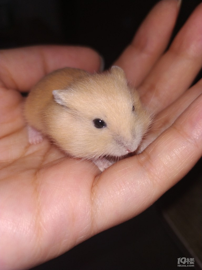 家养仓鼠宝宝免费送,已经断奶了,喜欢的上门领取