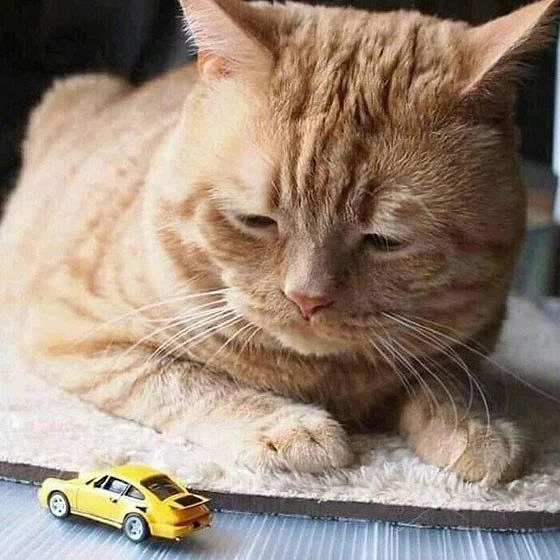 整天忧国忧民忧铲屎官的猫咪,总是一脸丧丧的表情