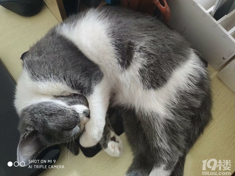 小猫找个男朋友