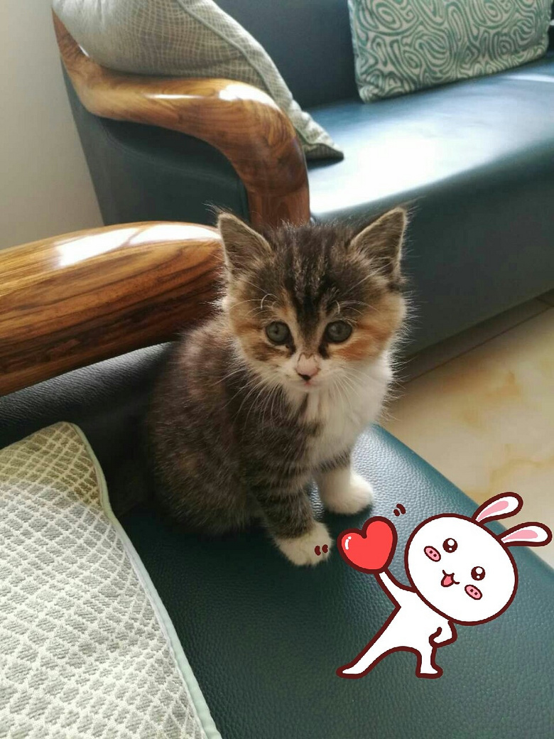 中华田园猫颜值究竟有多高!