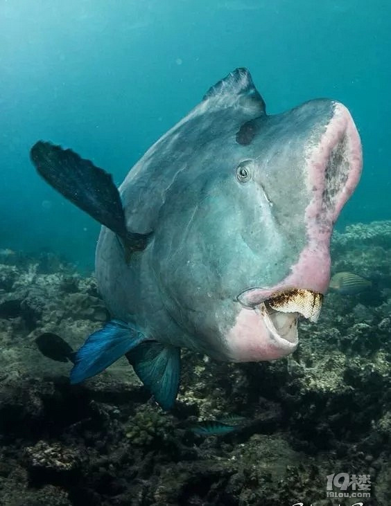 海洋生物