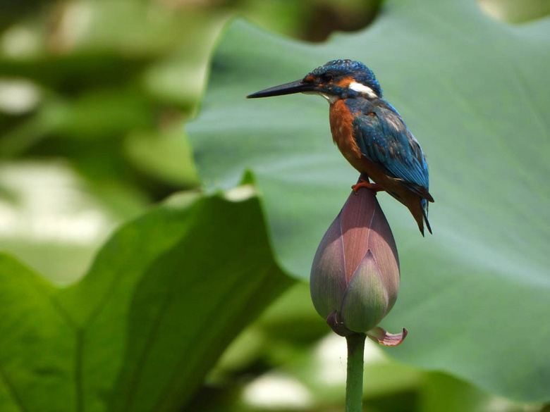 我发两张,白头翁和翠鸟停在荷苞上照片