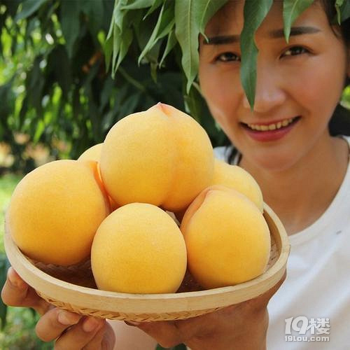 杭州一大波黄桃熟了!果园开放采摘,驾车30分钟可达!