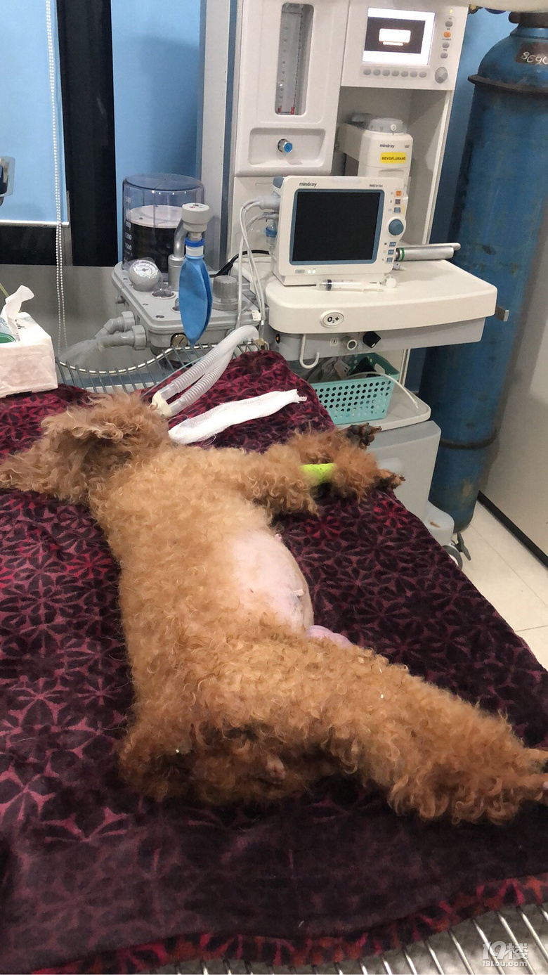 杭州虹泰宠物医院真的是跟传说的一样垃圾