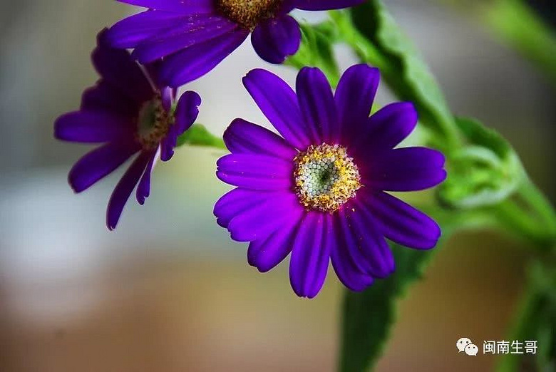 一曲情歌DJ舞曲《小花》,超级好听