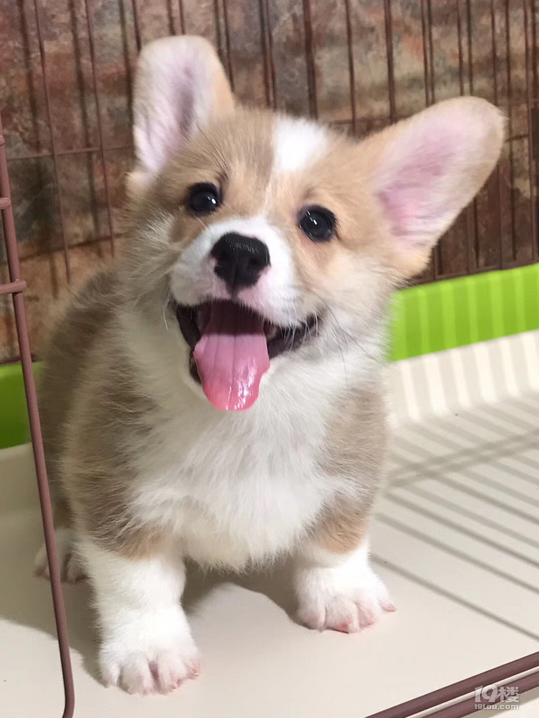 大屁股小短腿纯种小柯基幼犬