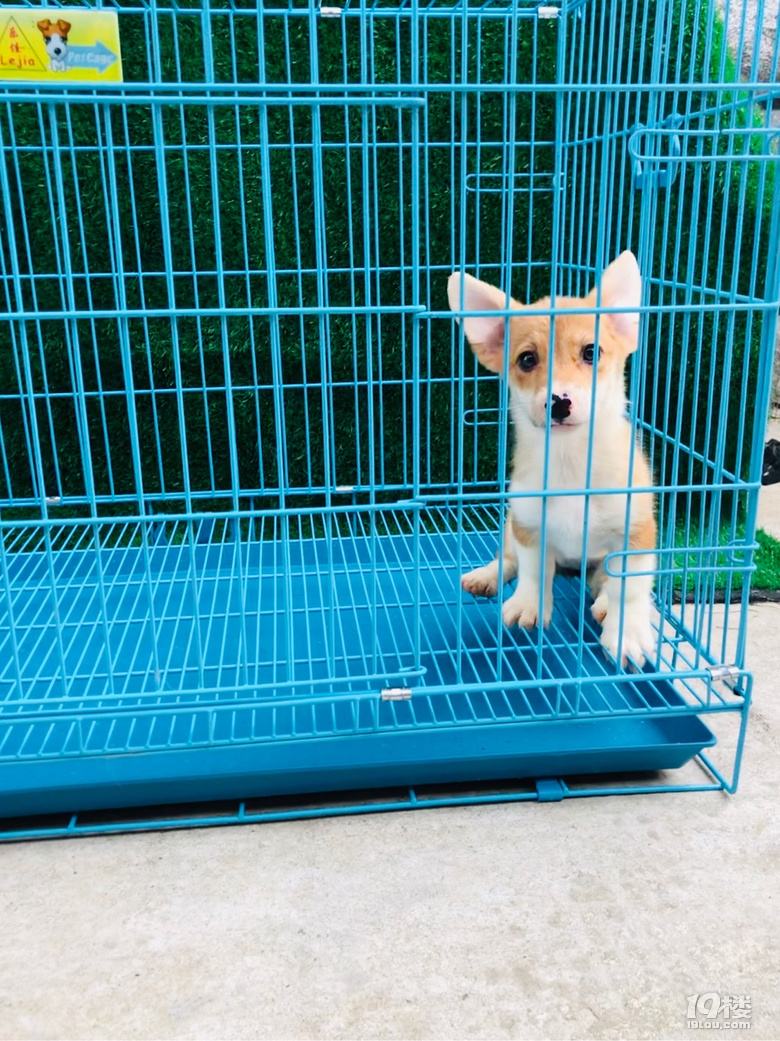 尴尬期的柯基宝宝奶油脸的,