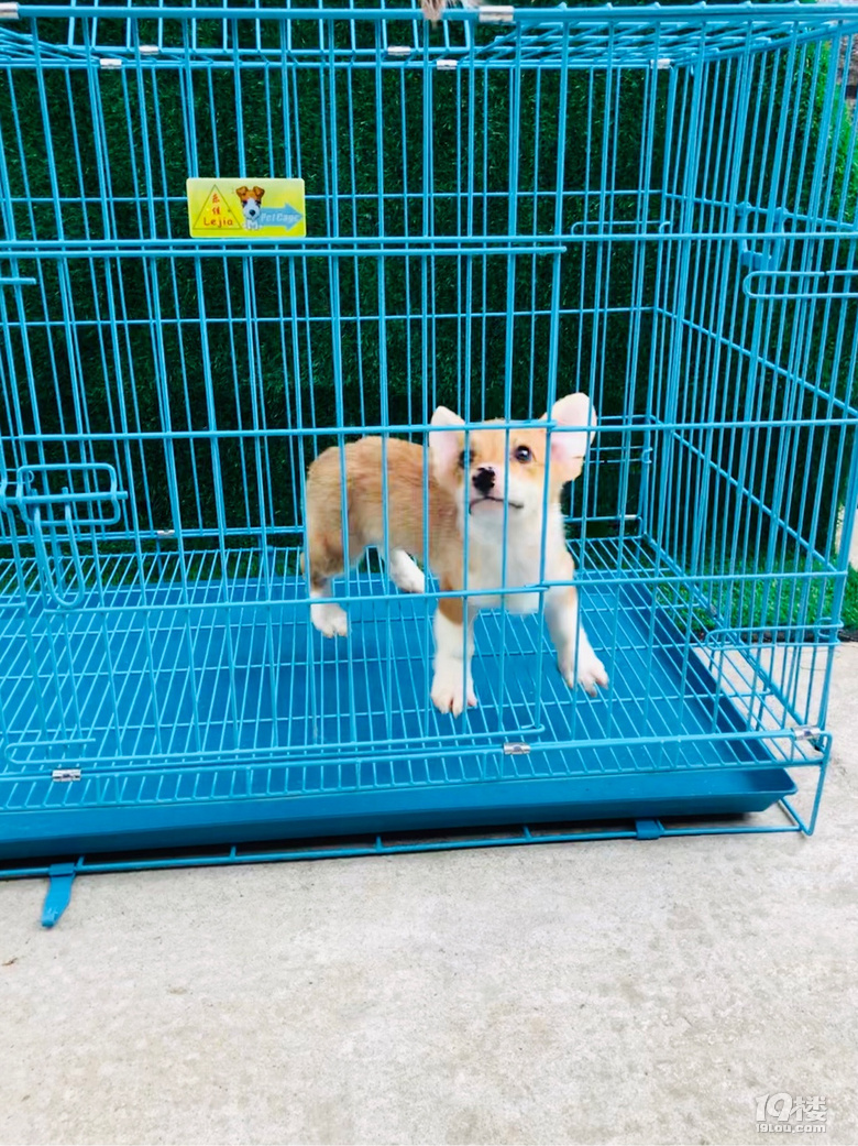 尴尬期的柯基宝宝奶油脸的,