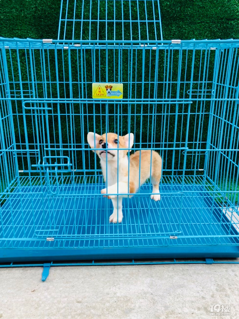 尴尬期的柯基宝宝奶油脸的,