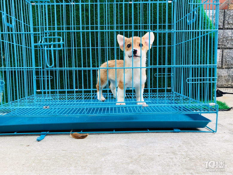 尴尬期的柯基宝宝奶油脸的,