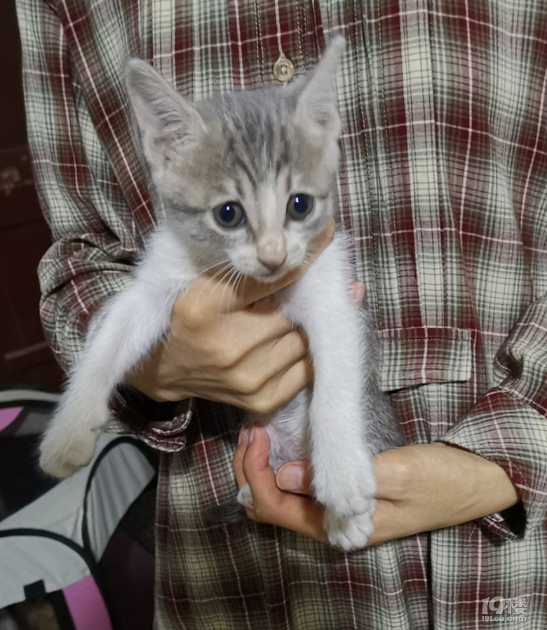 小土猫 求收养-宠物送养区-杭州19楼