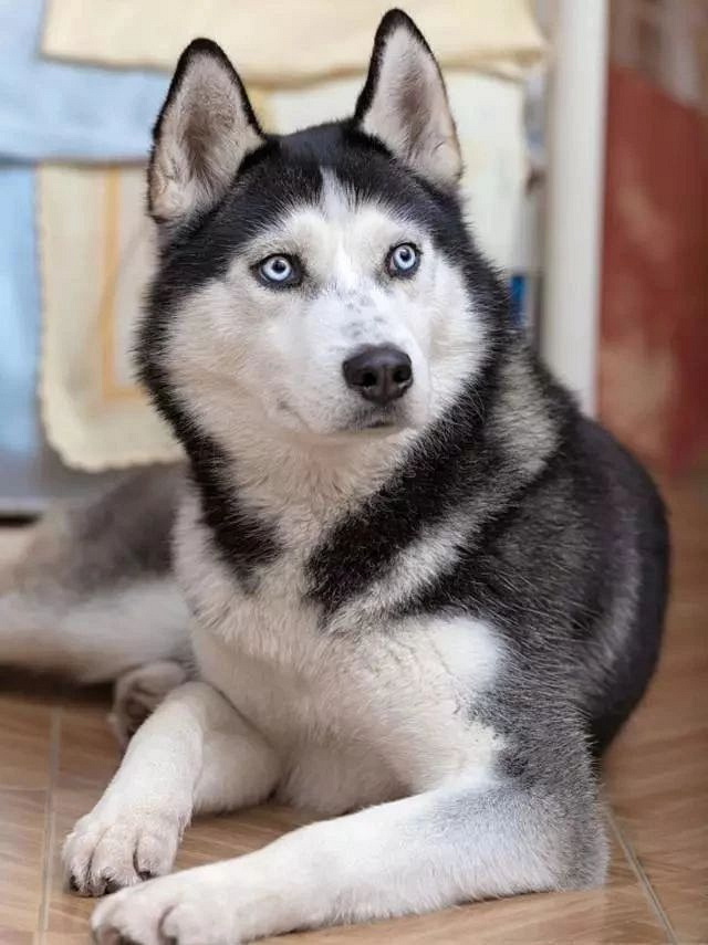 哈士奇身上隐藏的几大特点,能发现的铲屎官可不多!