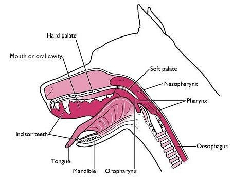 汪星人舌头的7个小秘密,有5个我竟都没听过!