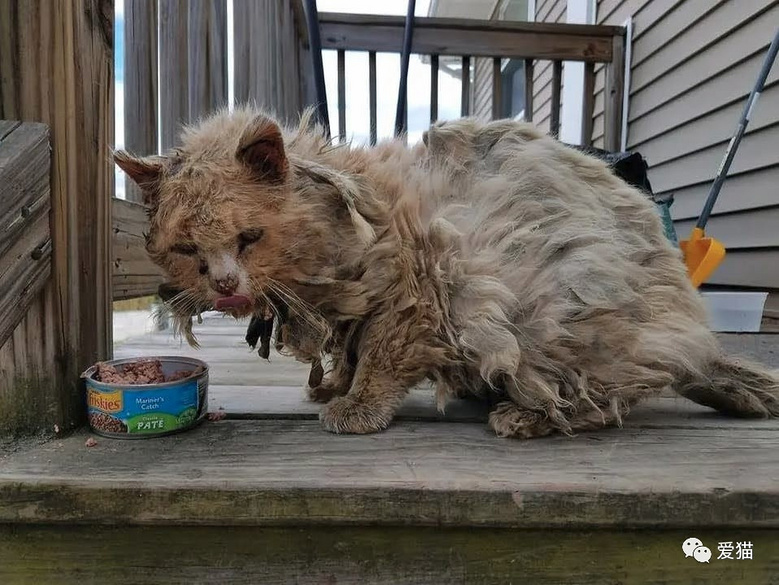 流浪猫主动向人类乞食,却遭到家猫攻击,余生2个月终于能安静了