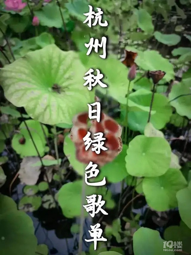 钻进杭州燥热的风里,寻觅一份秋日绿色歌单.
