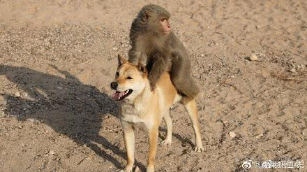 肖战,孟美岐也无力回天,流量明星竟不如这条