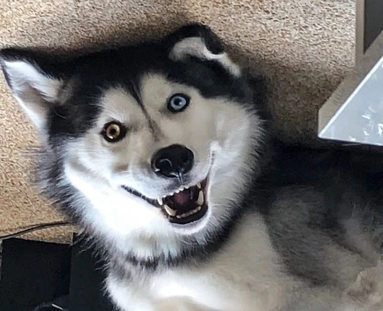 异瞳哈士奇?看起来是美男子,其实是个傻子