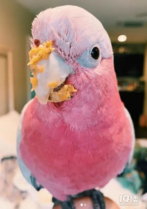 宠物讨论区-杭州19楼