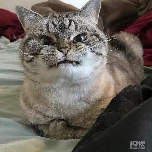 一边看一边不禁露出姨母笑,这波简直可爱了!