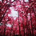 杭州国庆哪里看花花？马鞭草、粉黛乱子草、_图5