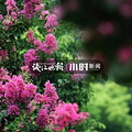 杭州国庆哪里看花花？马鞭草、粉黛乱子草、_图2
