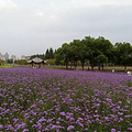 杭州国庆哪里看花花？马鞭草、粉黛乱子草、_图0