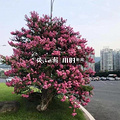 杭州国庆哪里看花花？马鞭草、粉黛乱子草、_图1