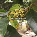 杭州国庆哪里看花花？马鞭草、粉黛乱子草、_图3
