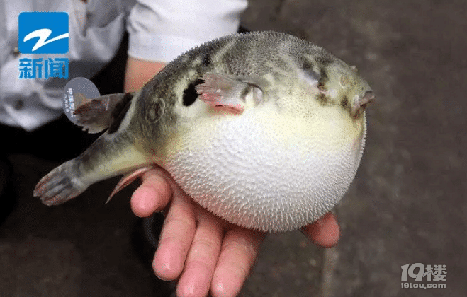 運(yùn)輸中丟失100多條劇毒河豚魚,想想都后怕……