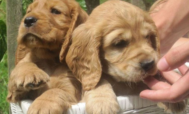 金毛和德牧的混血儿?这颜值也太高了吧!