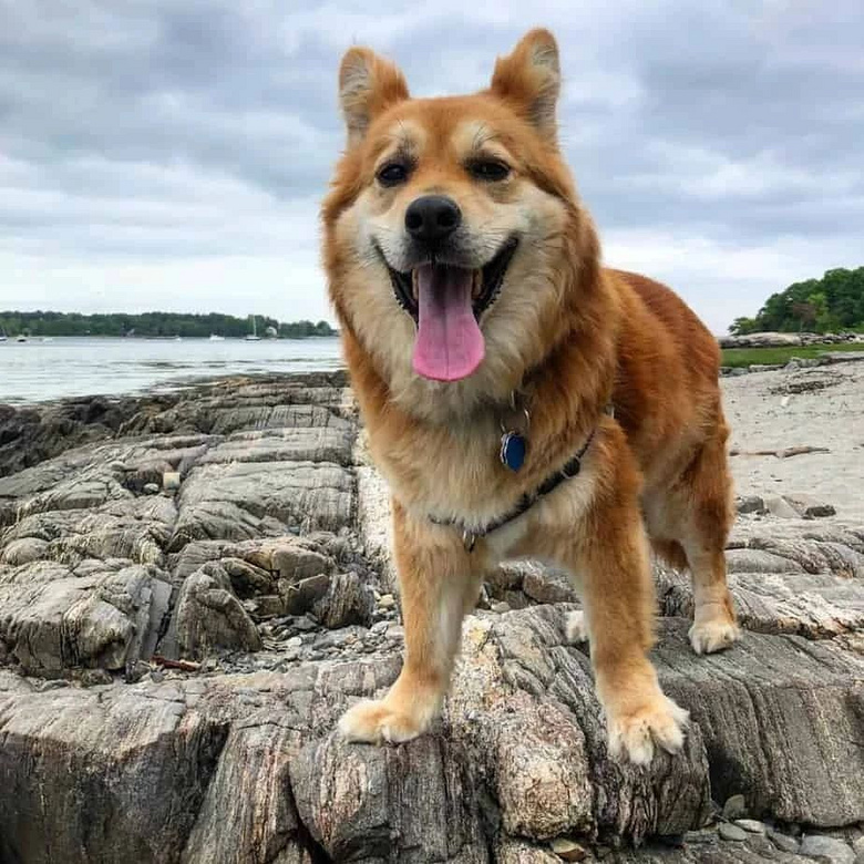 金毛和德牧的混血儿?这颜值也太高了吧!