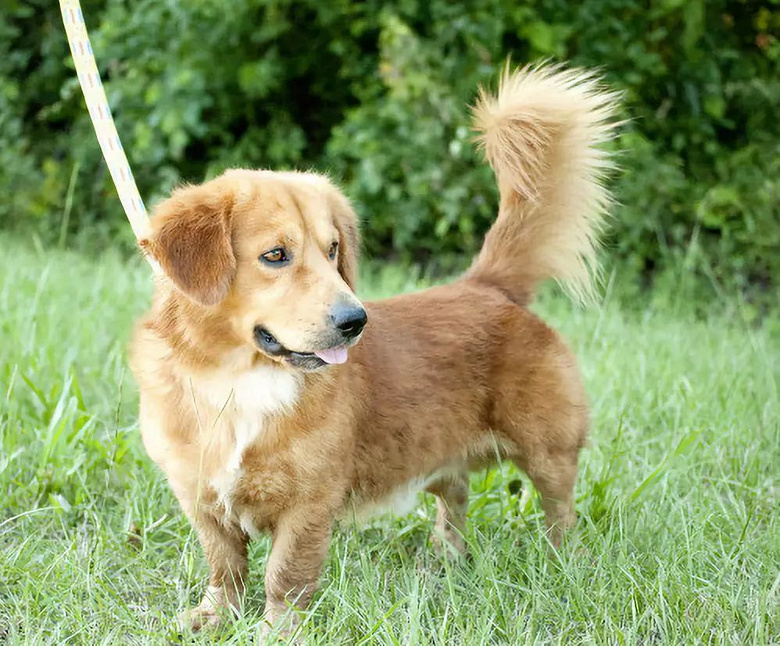 金毛和德牧的混血儿?这颜值也太高了吧!