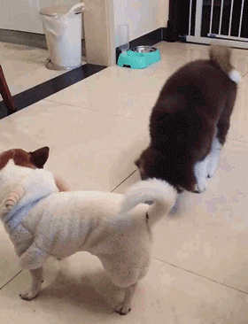 养阿拉斯加千万别眨眼,不然的话.-撸狗-杭州19楼