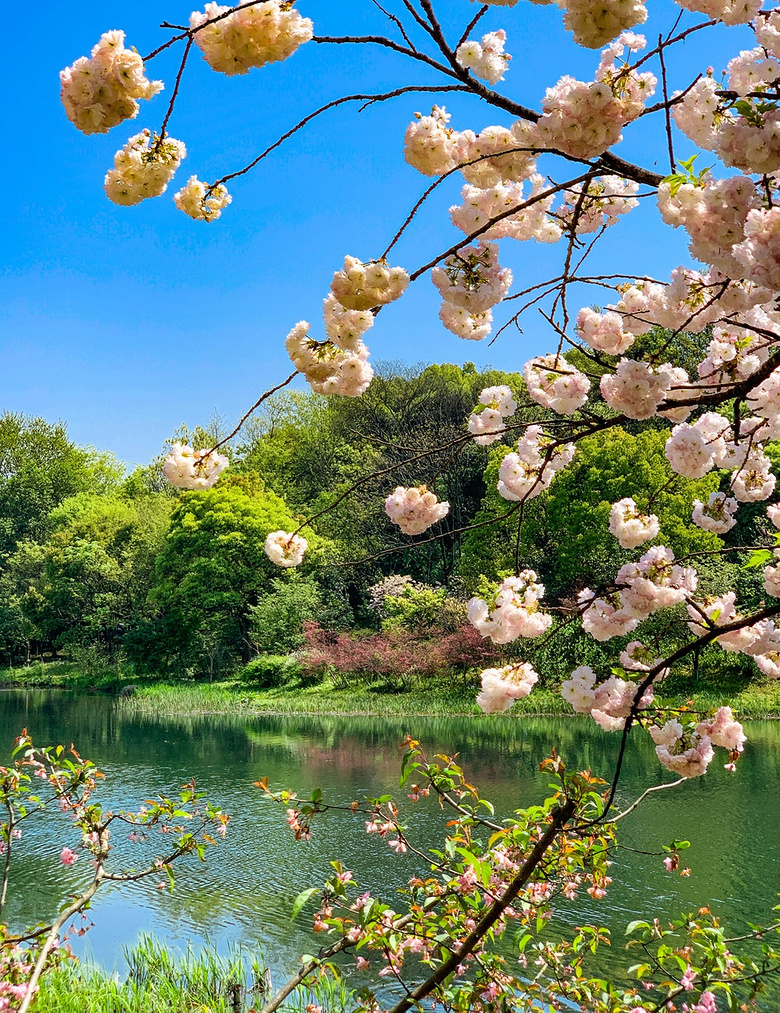 绝美风景 — 杭州·樱花季的西湖浴鹄湾与乌龟潭景区