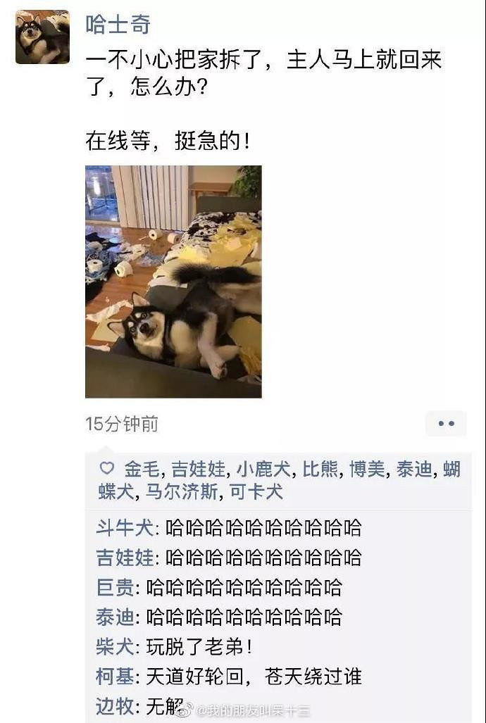 凌晨三点，狗狗突然发了条朋友圈...