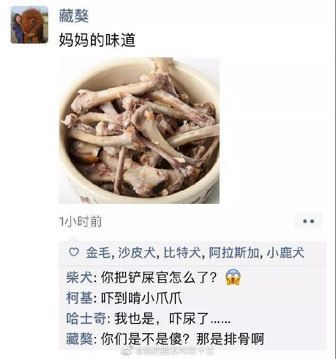 凌晨三点，狗狗突然发了条朋友圈...