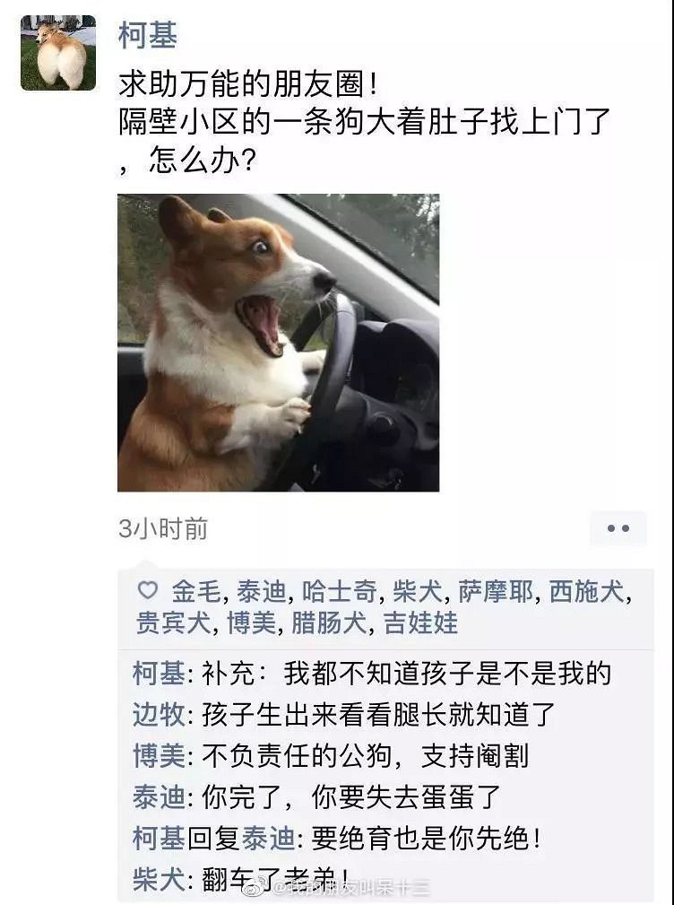 凌晨三点，狗狗突然发了条朋友圈...