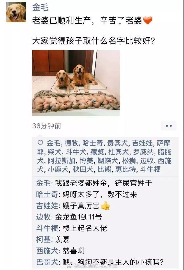 凌晨三点，狗狗突然发了条朋友圈...