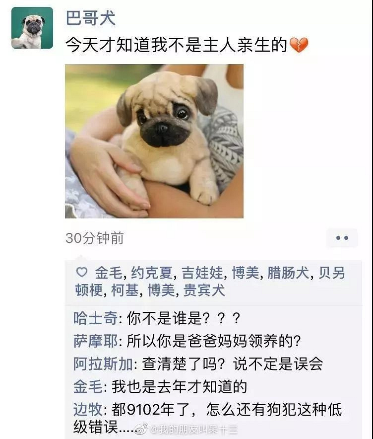 凌晨三点，狗狗突然发了条朋友圈...