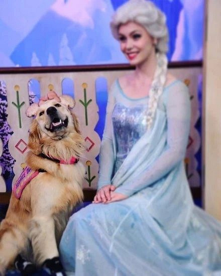 服务犬跑到迪士尼卖萌,公主们:你是来抢饭碗的吧?-撸狗-杭州19楼