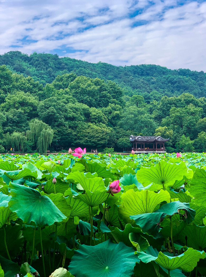 杭州西湖竖屏图片图片