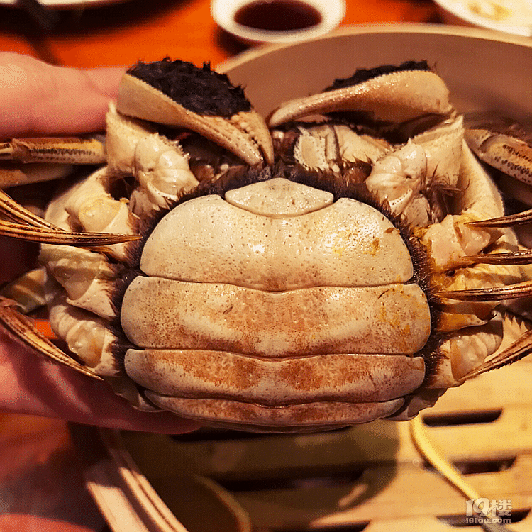 【探店】大闸蟹、蟹酿橙…这个季节的螃蟹吃的我要横着走了