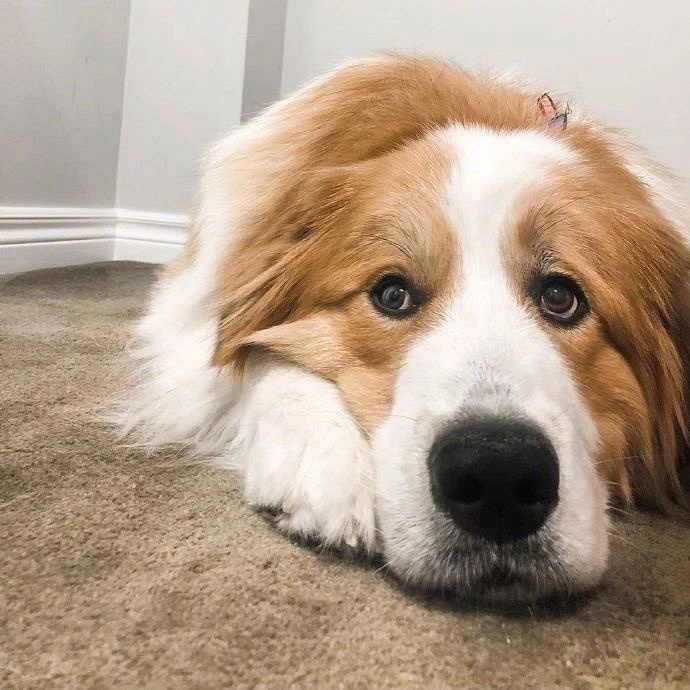 圣伯纳和大白熊的混血宝宝,这抱起来也太有安