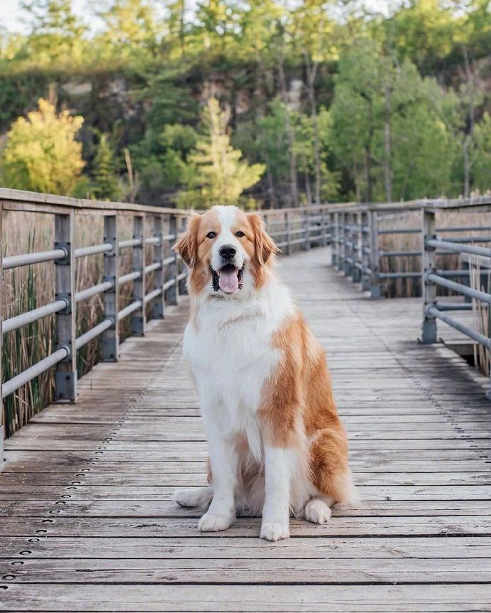 圣伯纳和大白熊的混血宝宝,这抱起来也太有安