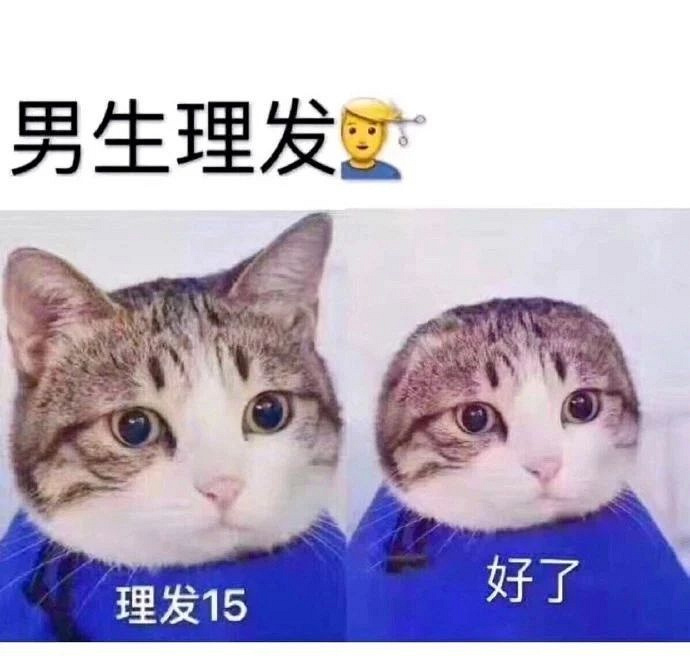 男生理发vs女生理发猫图片