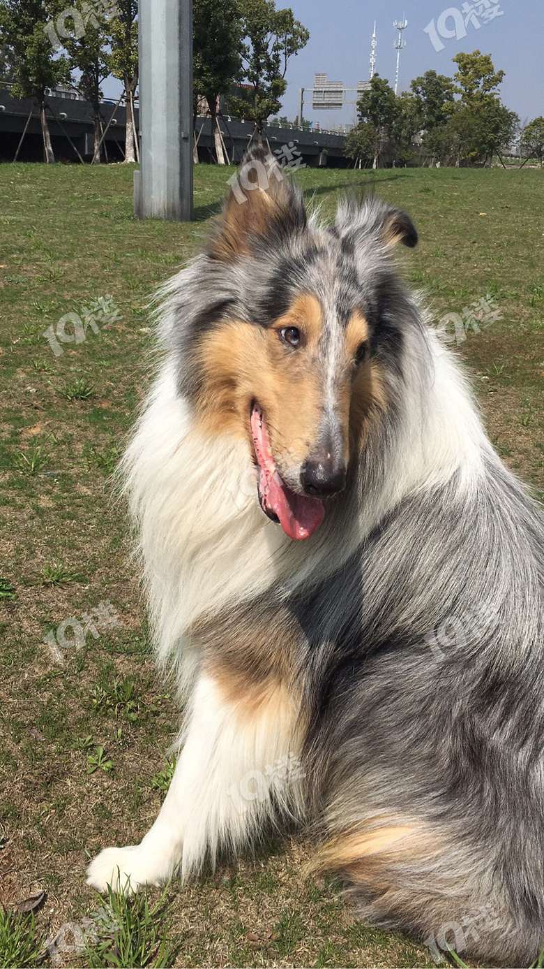 苏格兰牧羊犬男娃5岁找老婆