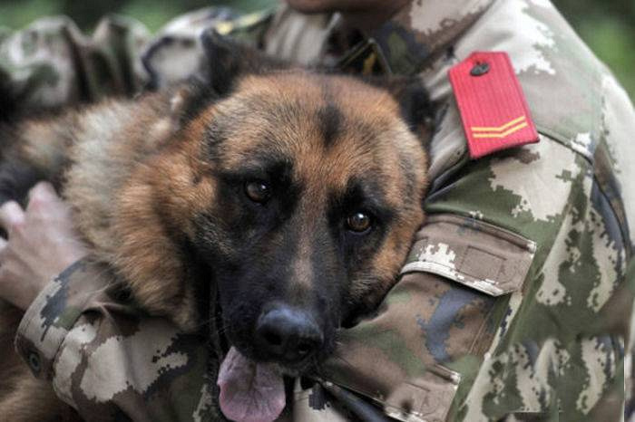 参与过汶川地震救援的最后一只搜救犬去世,"沈虎,愿你一路走好