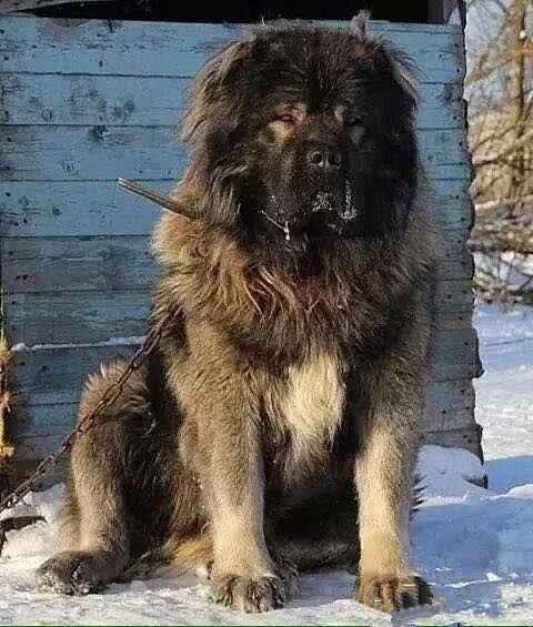北欧巨兽高加索犬:俄罗斯国宝犬种,养了这狗才是真有安全感