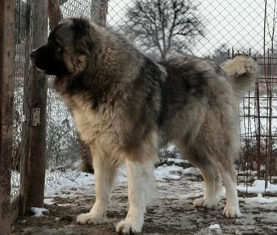 北欧巨兽高加索犬:俄罗斯国宝犬种,养了这狗才是真有安全感